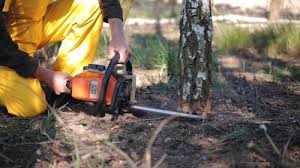 Best Tree Preservation Services  in Irving, TX